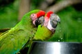 Macaws Royalty Free Stock Photo