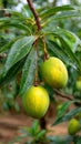 Two Green Mangoes on a Branch Royalty Free Stock Photo