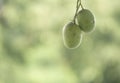 Two green mangoes Royalty Free Stock Photo