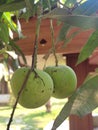 Two green mangoes ready for harvesing tasty fruit Royalty Free Stock Photo