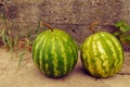 Two green mature water-melon