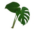 Two green monstera leaves with stalks the tropical plant evergreen vine isolated on white background, clipping path Royalty Free Stock Photo