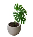 Two green monstera plant leaves with stalk in clay pot, the evergreen vine isolated on white background, clipping path