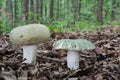 Two green mushrooms in oak forest Royalty Free Stock Photo
