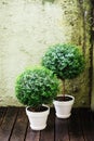 Two green myrtle trees in pots Royalty Free Stock Photo