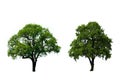 Two green oak tree Royalty Free Stock Photo