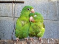 Two green parakeets caressing each other Royalty Free Stock Photo