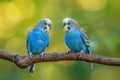 Two Green Parakeets Sitting on a Tree Branch Royalty Free Stock Photo