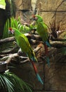 Two green parrots Royalty Free Stock Photo