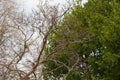 Two green parrots with red beaks sit on the branches of a tree in Rome in winter Royalty Free Stock Photo