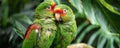 Two green parrots showing affection Royalty Free Stock Photo