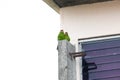 two green parrots sit at a house