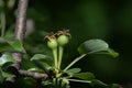 Two  green pears on a branch Royalty Free Stock Photo