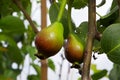 Two green pears hanging from a branch in a tree Royalty Free Stock Photo