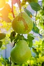 Two green pears with leafs on the branch. Vertical photo Royalty Free Stock Photo
