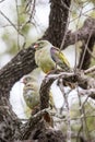 Two green pigeons in a tree