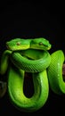 Two Green Pit Vipers Coiled Together Exotic Venomous Snakes in Captivating Dark Setting Royalty Free Stock Photo