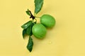 Green plum fruits on a branch. Royalty Free Stock Photo