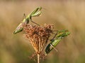 Two green praying mantis sitting on the plant Royalty Free Stock Photo