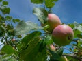 two green-red apples on a branch against a blue sky