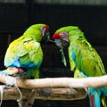 Two green red parrots Royalty Free Stock Photo