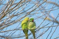 Two Green Ring knecked Parakeets cuddled together on branch