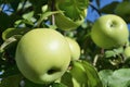 Two green ripe apples on a tree branch Royalty Free Stock Photo