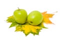 Two green ripe apples is on the green and yellow colorful maple Royalty Free Stock Photo