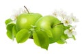 Two green ripe juicy Apple fruit with leaves and flowers on branches isolated on white background Royalty Free Stock Photo