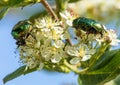 Two Green Rose Chafers, in latin Cetonia Aurata