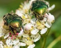 Two Green Rose Chafers, in latin Cetonia Aurata