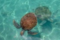 Two green sea turtles swimming in the sea Royalty Free Stock Photo