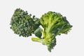 Two green slices of broccoli cabbage on a white isolated background. Two broccoli florets Royalty Free Stock Photo