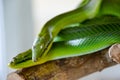 Two green snakes: red-tailed green ratsnake Gonyosoma oxycephalum