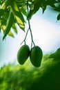 Two green sour unripe mango on white and sky blue background Royalty Free Stock Photo