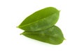 Two green soursop leaves isolated on white background Royalty Free Stock Photo