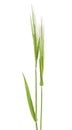 Two green spikelets of wheat isolated on white background