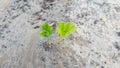 Two green sprouts of parsley