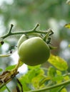 two Green tomatoes grow up together Royalty Free Stock Photo