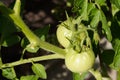 TWO GREEN TOMATOES GROWING Royalty Free Stock Photo