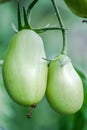 Two green tomatoes hanging from the bush. Royalty Free Stock Photo