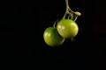 Isolated Green tomatoes on vine with black background copy space Royalty Free Stock Photo