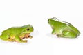 Two green tree frogs Royalty Free Stock Photo