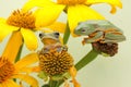 Two green tree frogs arpreying on a caterpillar s are hunting for prey on a yellow wildflower. Royalty Free Stock Photo