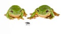 Two green tree frogs and a fly Royalty Free Stock Photo