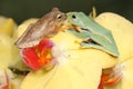 Two green tree frogs are hunting for prey in a collection of wild moth orchids. Royalty Free Stock Photo