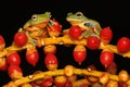 Two green tree frogs are hunting for prey in a group of palms. Royalty Free Stock Photo