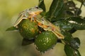 Two green tree frogs are hunting for prey on a lbush. Royalty Free Stock Photo