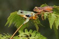 Two green tree frogs are hunting for prey on a lush fern leaf. Royalty Free Stock Photo