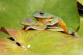 Two green tree frogs are hunting for prey on wildplant.